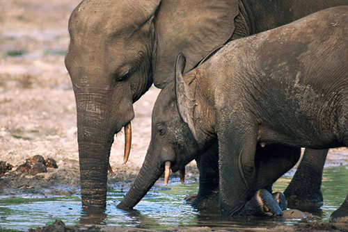 Forest elephants at water.: Photograph courtesy of WWF.